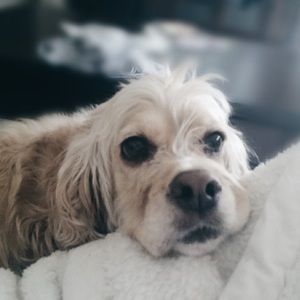 Meet your Posher, Bailey